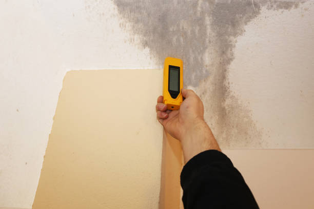 Best Airborne Mold Testing  in East Flat Rock, NC