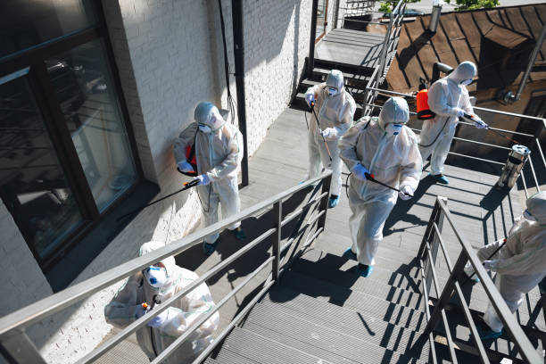Best Mold Damage Restoration  in East Flat Rock, NC
