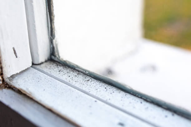 Best Mold Documentation for Insurance Claims  in East Flat Rock, NC