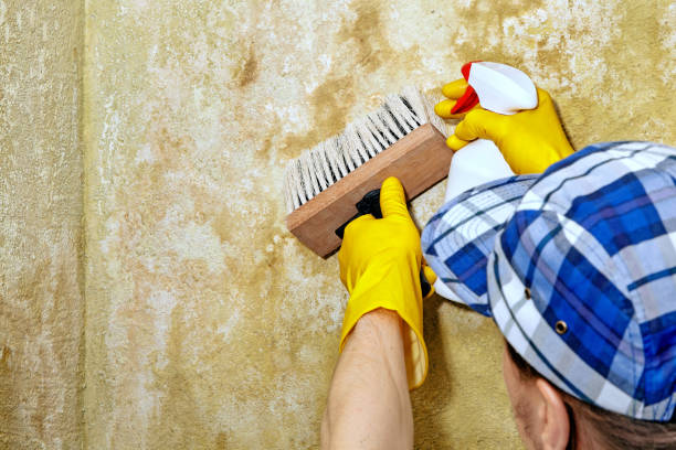 Best Forensic Mold Investigation  in East Flat Rock, NC