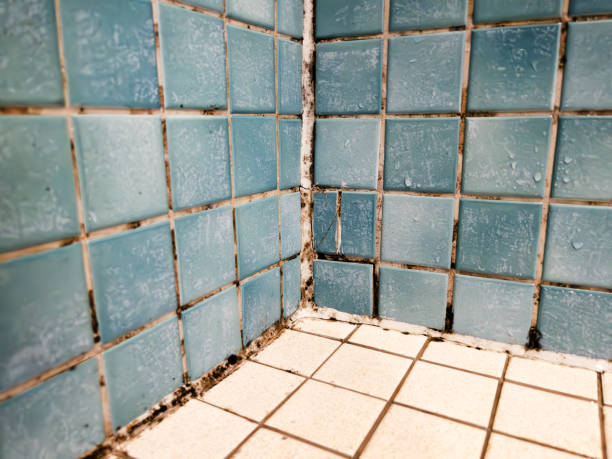 Best Basement Mold Removal  in East Flat Rock, NC
