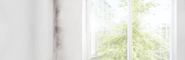 Best Dehumidification Services  in East Flat Rock, NC