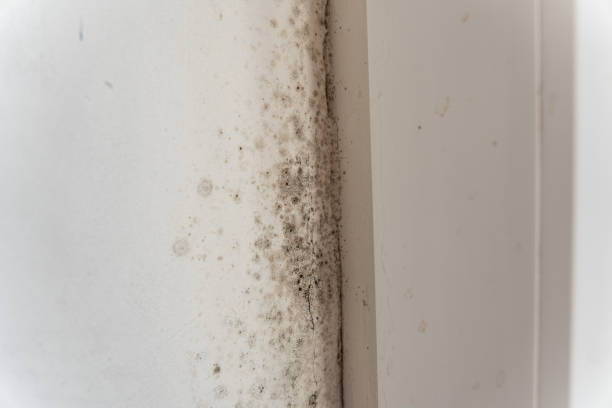 Best Mold Prevention Services  in East Flat Rock, NC