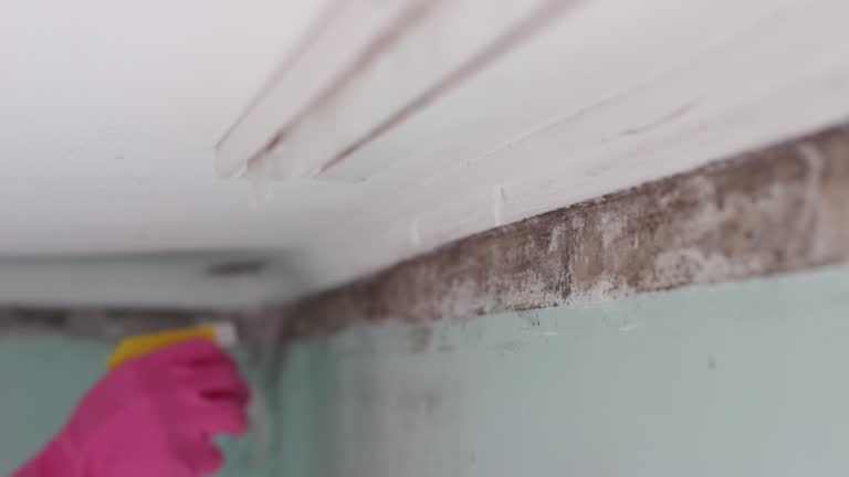 Best Post-Remediation Verification Testing  in East Flat Rock, NC